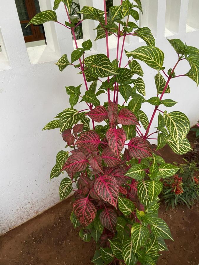 Berty'S Cottage Jaffna Exterior foto